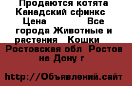 Продаются котята Канадский сфинкс › Цена ­ 15 000 - Все города Животные и растения » Кошки   . Ростовская обл.,Ростов-на-Дону г.